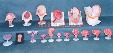 HUMAN PREGNANCY SERIES MODEL (17 PCS / SET)